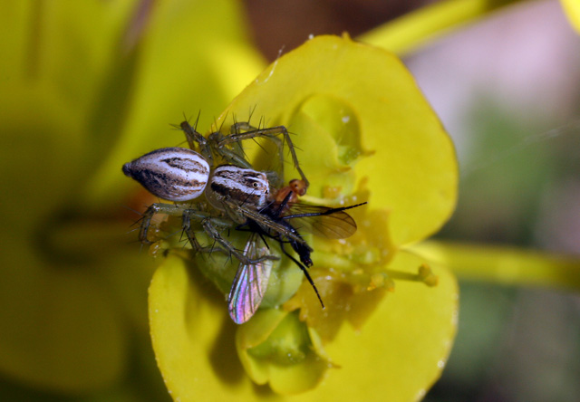 Oxyopes lineatus - Copyright Denis Bourgeois